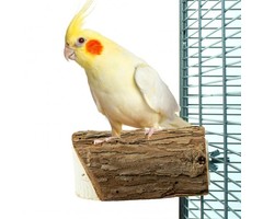 Back Zoo Nature Wood Slice Perch
