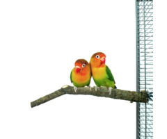 Back Zoo Nature Corky Perch