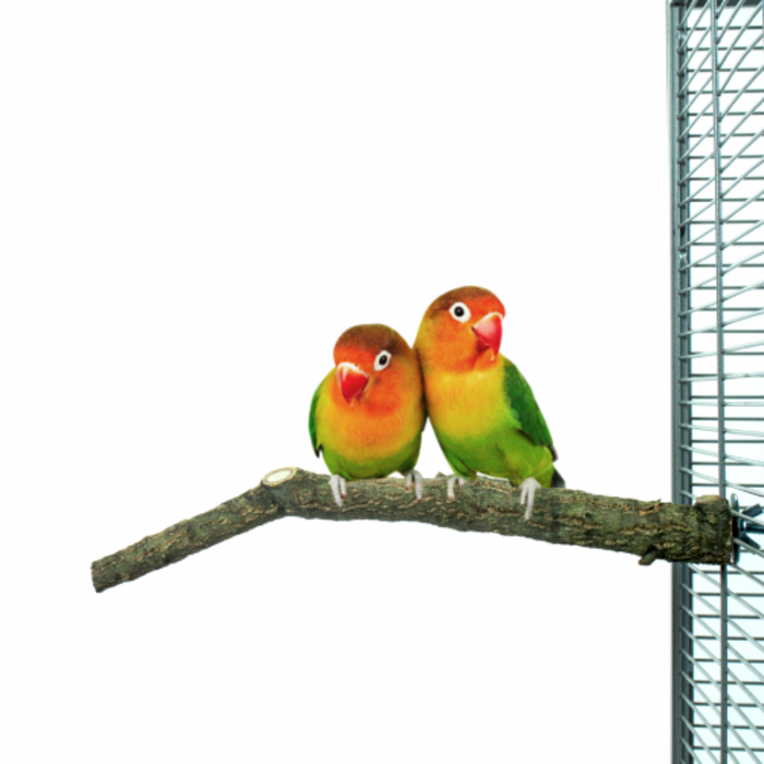 Back Zoo Nature Corky Perch