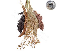 Whoopie Whoopie's Premium oogst