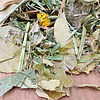 Mixerama Degoe bladeren en bloemen