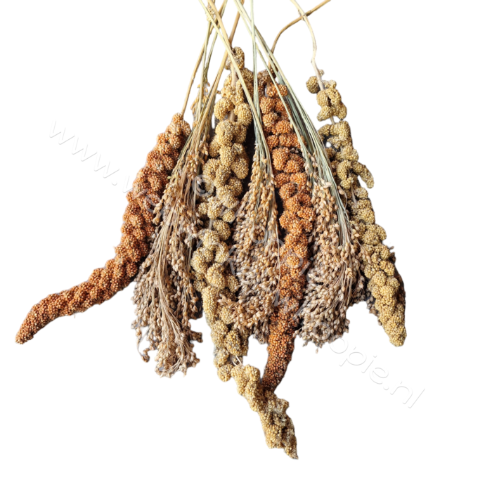 Whoopie Whoopie's Gierst oogst