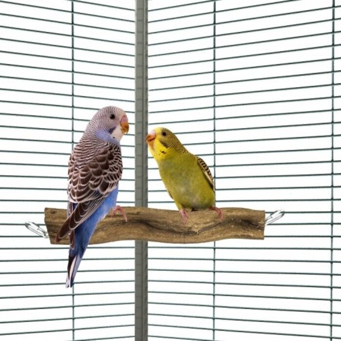 Back Zoo Nature Snake Perch