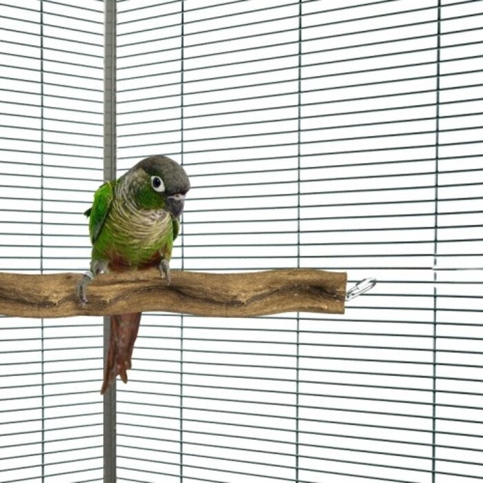 Back Zoo Nature Snake Perch