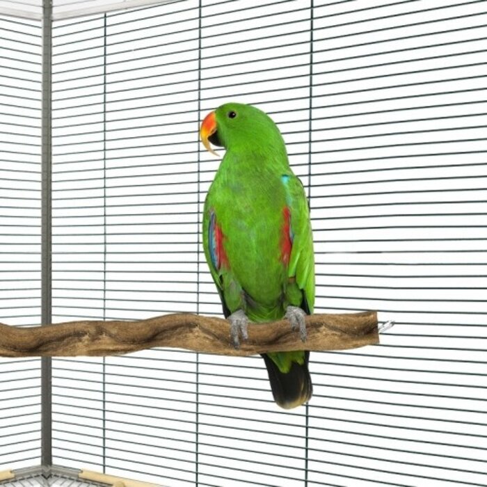Back Zoo Nature Snake Perch