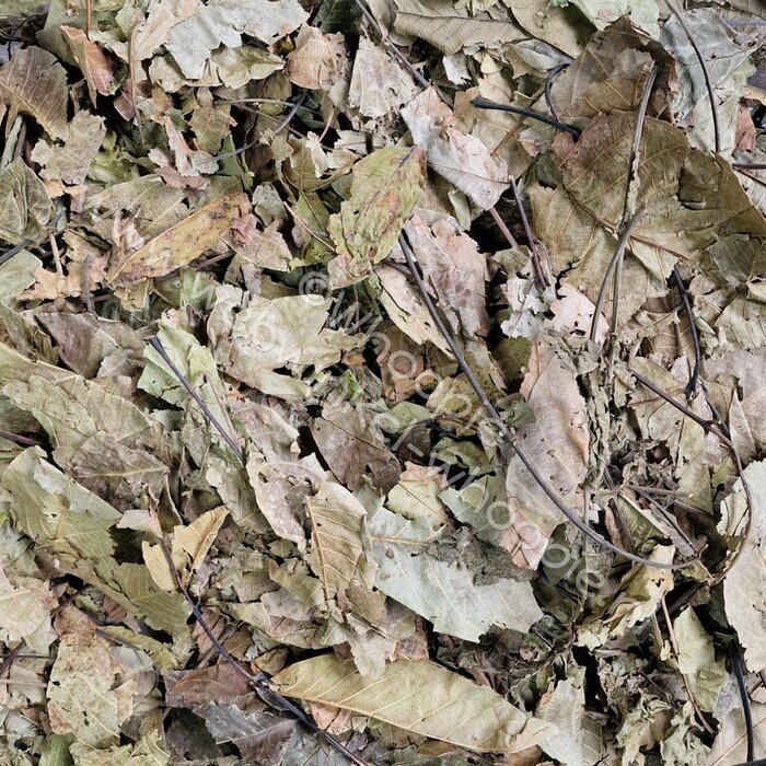 Whoopie Walnootbladeren