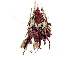 Whoopie Amaranth stelen (rood)