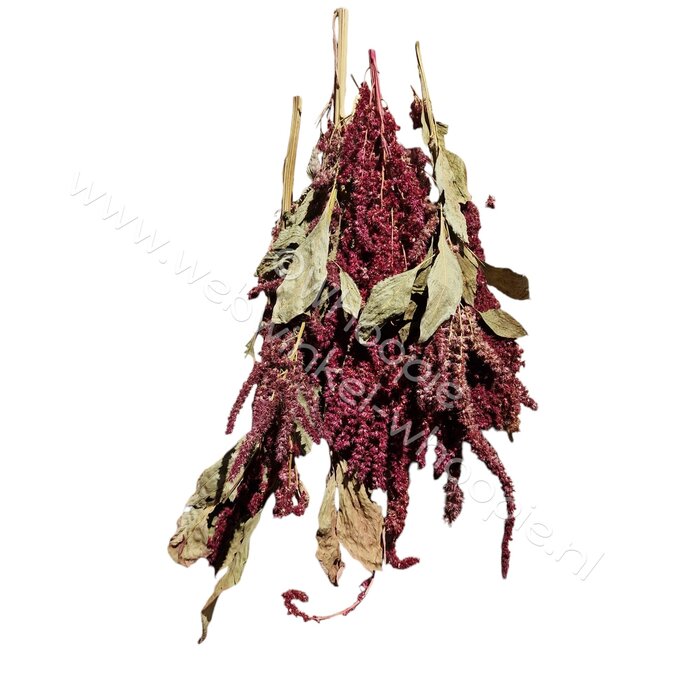 Whoopie Amaranth stelen (rood)