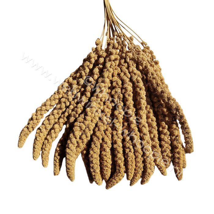 Whoopie Gele trosgierst