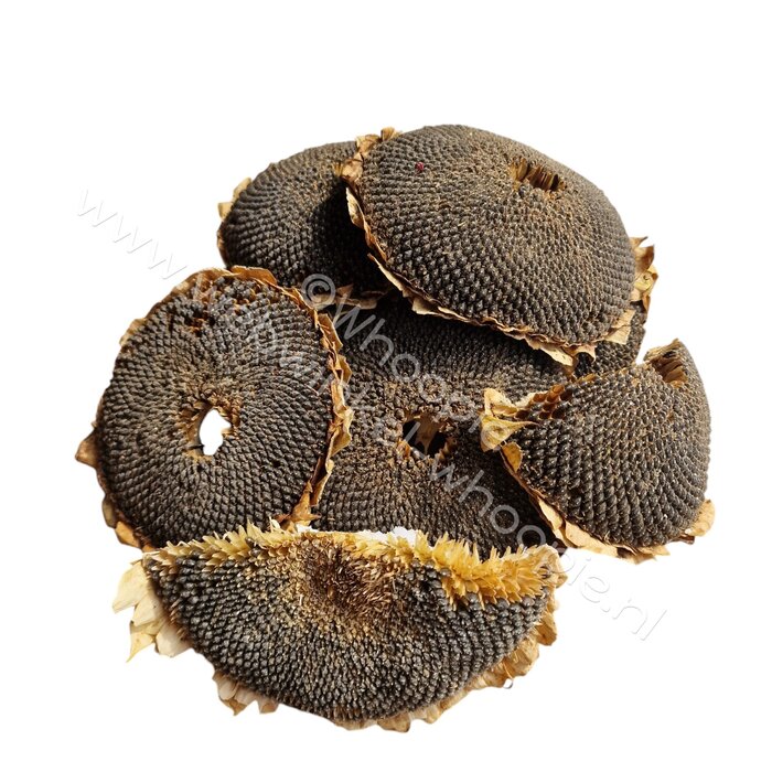 Whoopie Zonnebloem(stukken)