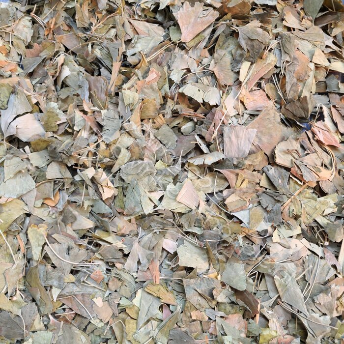 Whoopie Ginkgo bladeren