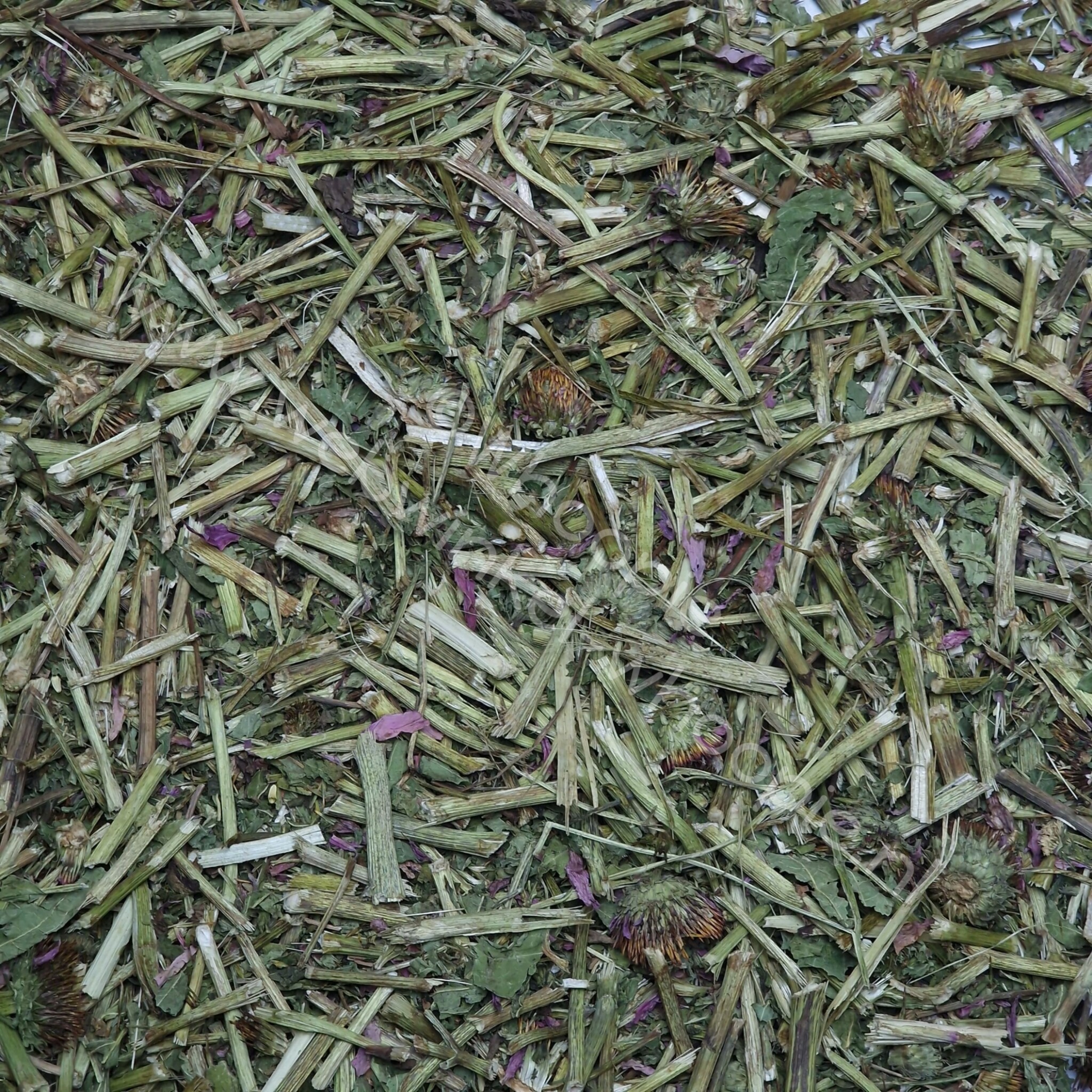 Whoopie Echinacea bladeren en steeltjes