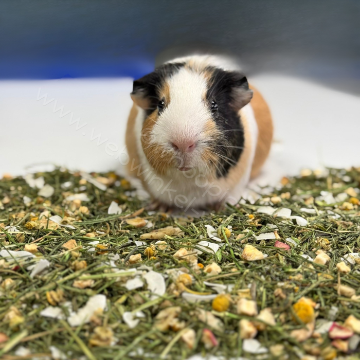 Whoopie Annabel's Steeltjesmix