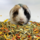Whoopie's Lexie's Tuintjesmix