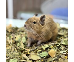 Whoopie Goink's Blaadjesmix