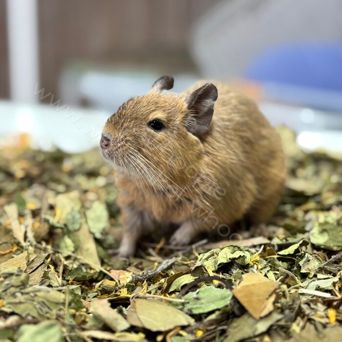 Whoopie Goink's Blaadjesmix