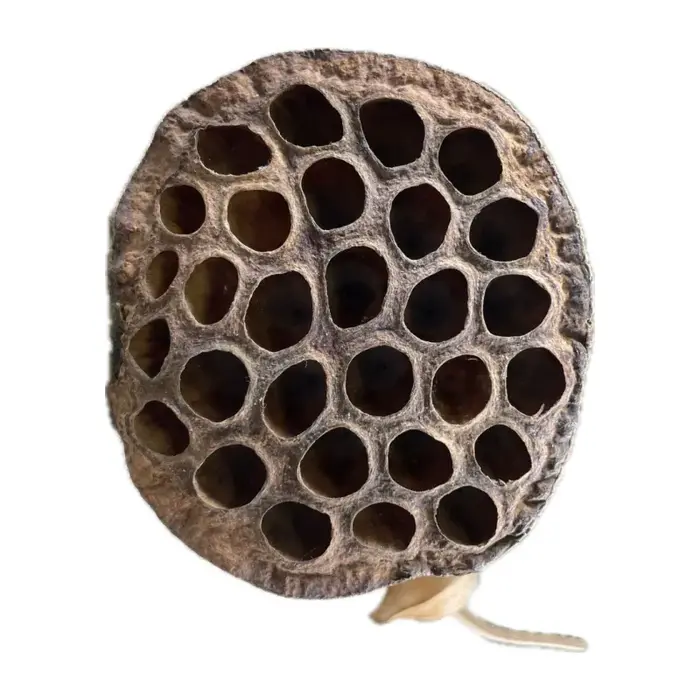 Back Zoo Nature Lotus Flower