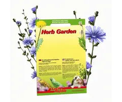 Herb Garden 'Wilde cichorei' (Common Chicory)