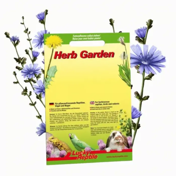 Lucky Reptile Herb Garden 'Wilde cichorei' (Common Chicory)