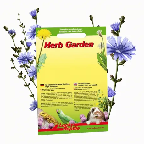 Lucky Reptile Herb Garden 'Wilde cichorei' (Common Chicory)