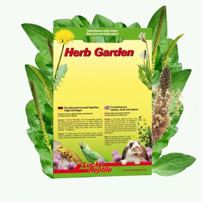 Herb Garden 'Smalle Weegbree' (Ribwort)