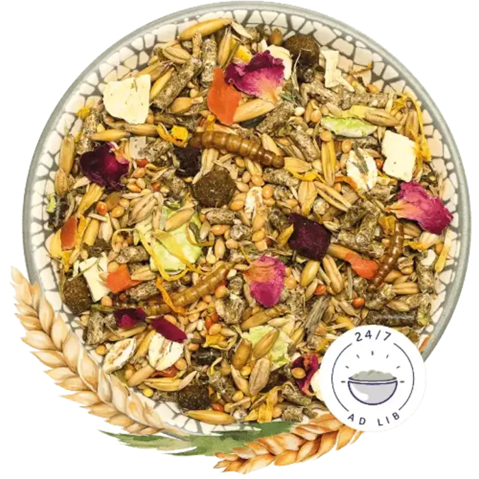 Bunny Nature DwerghamsterDroom Basic