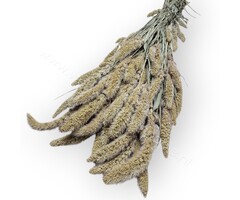 Whoopie Naaldaar (Setaria)