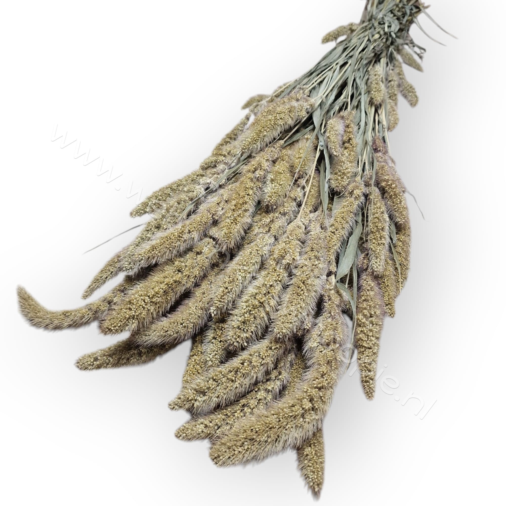 Whoopie Naaldaar (Setaria)