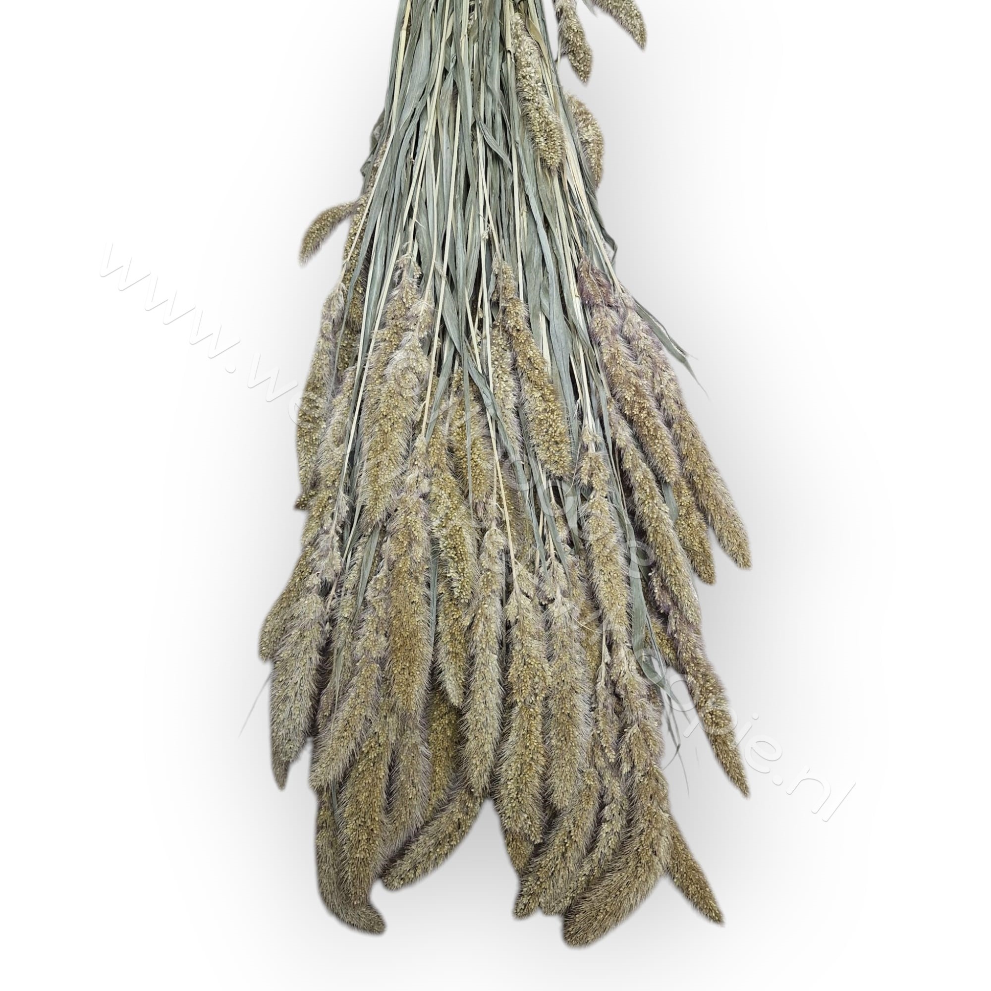 Whoopie Naaldaar (Setaria)