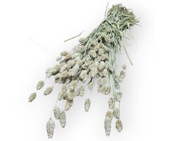 Whoopie Kanariegraszaad