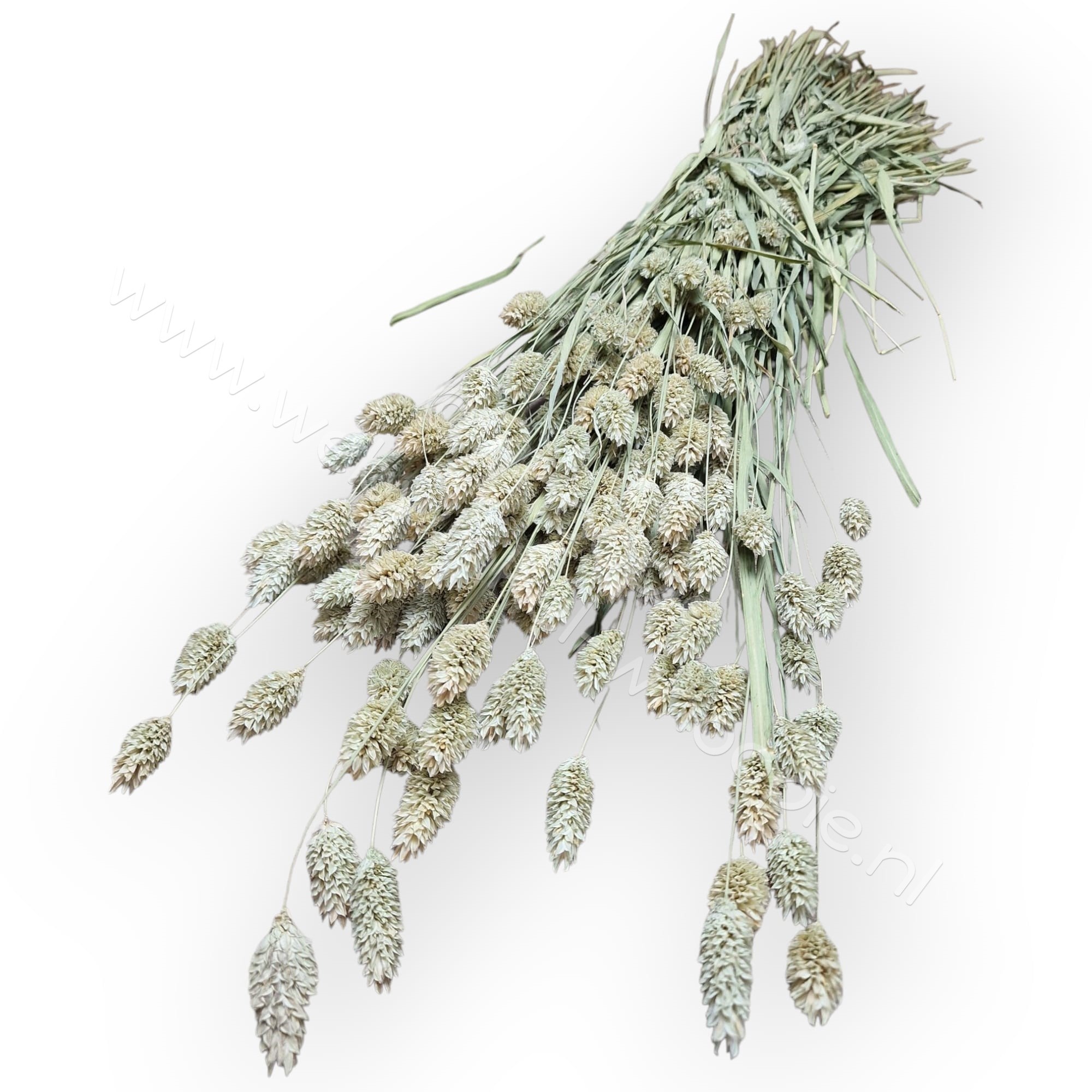 Whoopie Kanariegraszaad