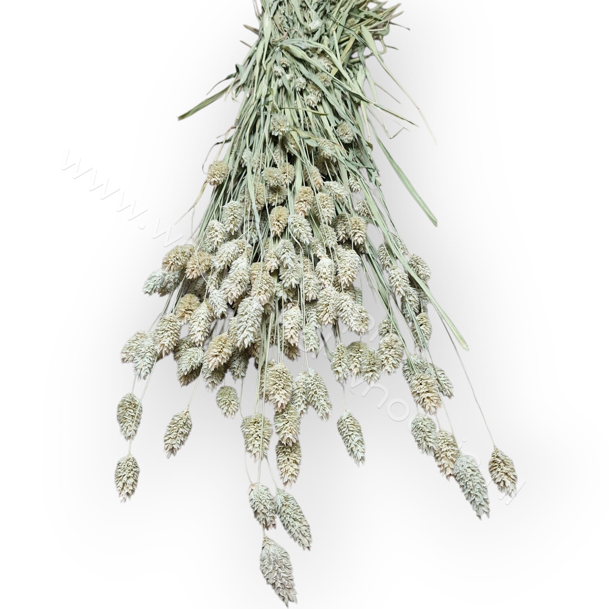 Whoopie Kanariegraszaad