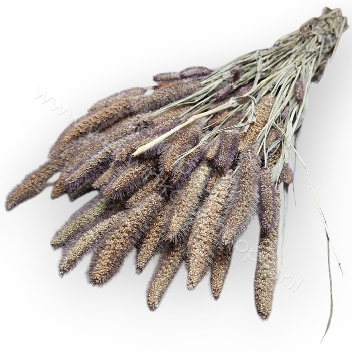 Whoopie Trosgierst Italica