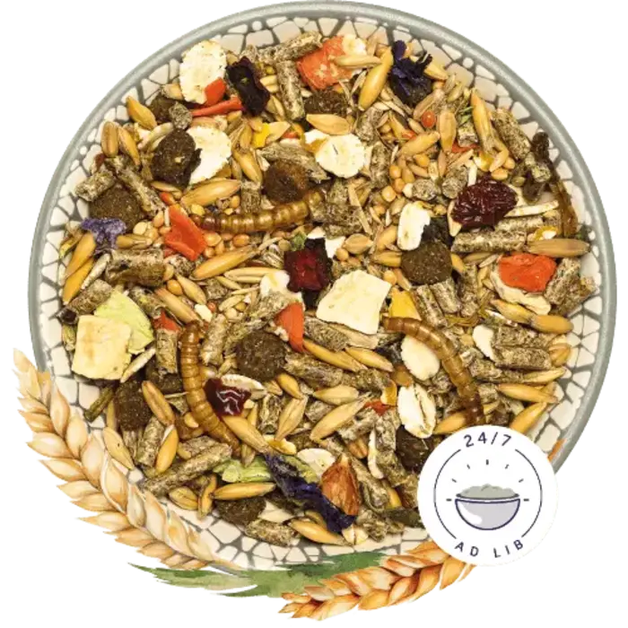 Bunny Nature HamsterDroom Basic