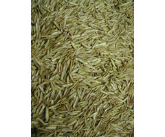 Whoopie Zaden van Grasachtigen (Graszaad)