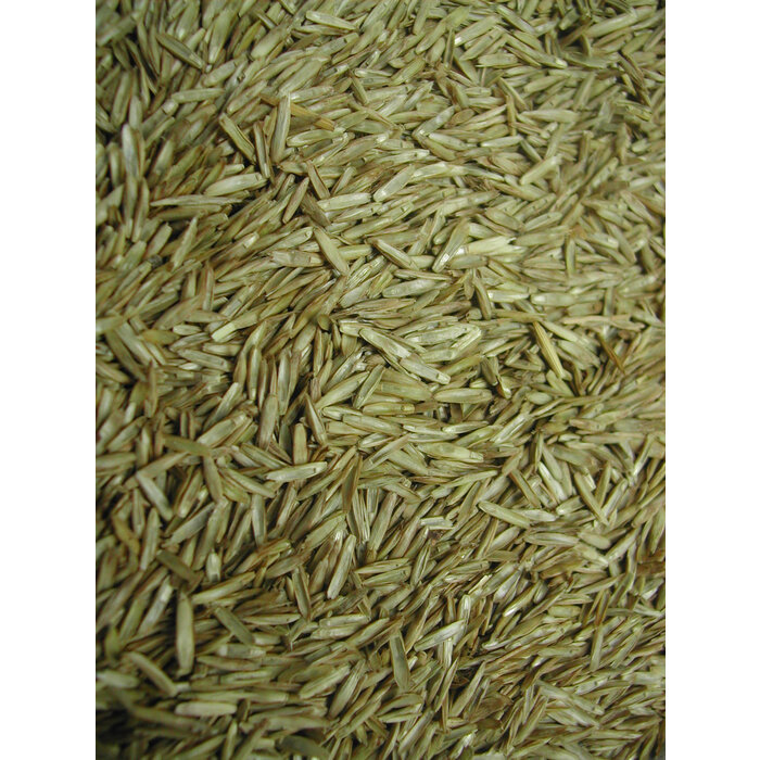 Whoopie Zaden van Grasachtigen (Graszaad)