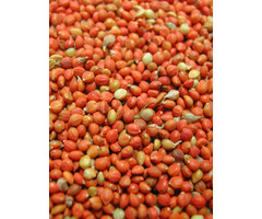 Whoopie Rode Gierst (Panicum)