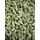 Saffloerzaad (Cardy)