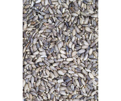 Whoopie Mariadistelzaad