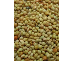 Whoopie Gele Gierst (Panicum)