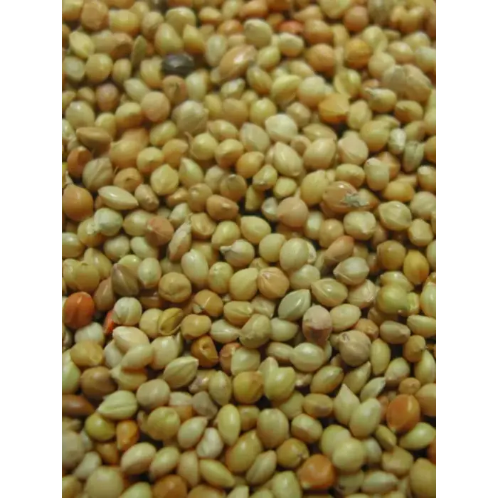 Whoopie Gele Gierst (Panicum)