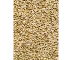 Whoopie Kanariegraszaad (Witzaad)