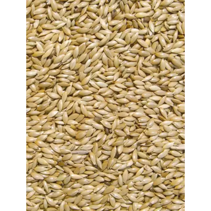 Whoopie Kanariegraszaad (Witzaad)