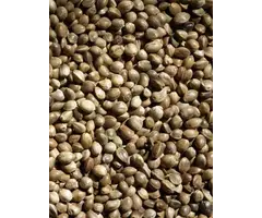 Whoopie Hennepzaad (Kempzaad)