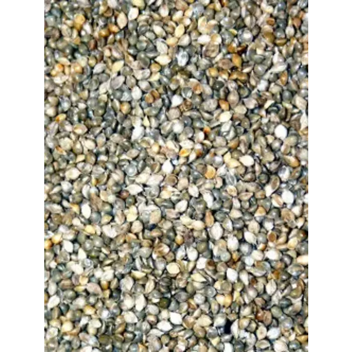 Whoopie Japanse Gierst