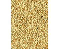 Whoopie Witte Millet