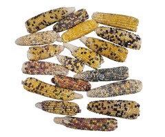 Whoopie Mini Maïskolfjes (zonder blad)