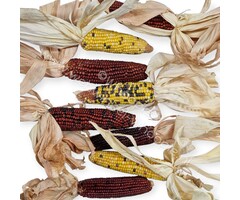 Whoopie Grote Maïskolven (met blad)