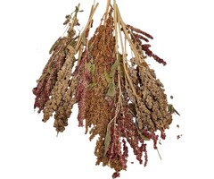 Whoopie Whoopie's Inca Oogst