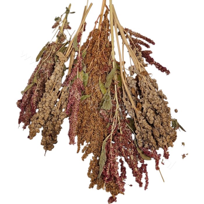 Whoopie Whoopie's Inca Oogst